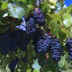 Праздник урожая на виноградниках Arba Wine!