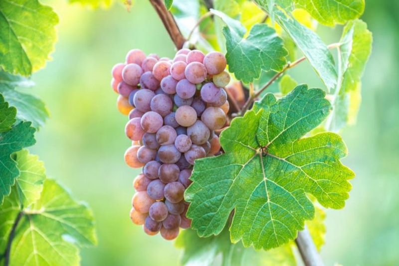 Слепая дегустация Gewurztraminer (Алматы)