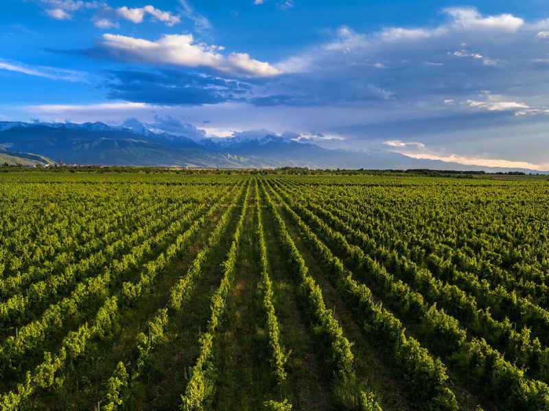 Праздник Урожая на виноградниках Arba Wine